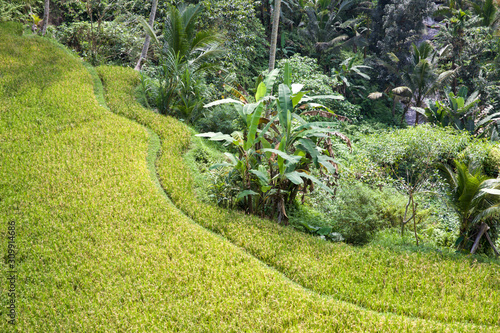 Tegalalang Reisfelder auf Bali