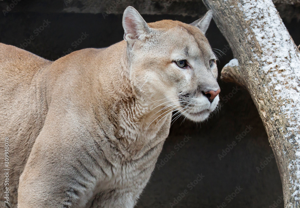 Naklejka premium Puma, or mountain lion. It is a feline predator. He's a skilled hunter. It can jump to a height of more than 6 meters. The Cougar is also very fast and can easily climb trees, can kill prey that weig