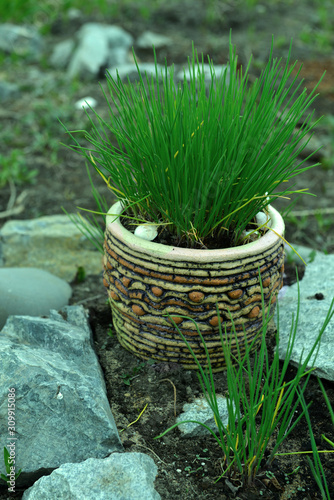 New onion sprout in decorative pot in the garden.
