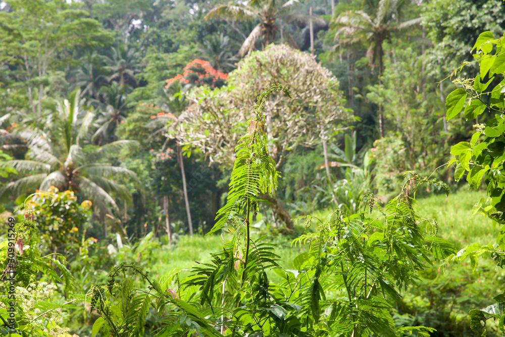Natur auf Bali Natur auf Bali