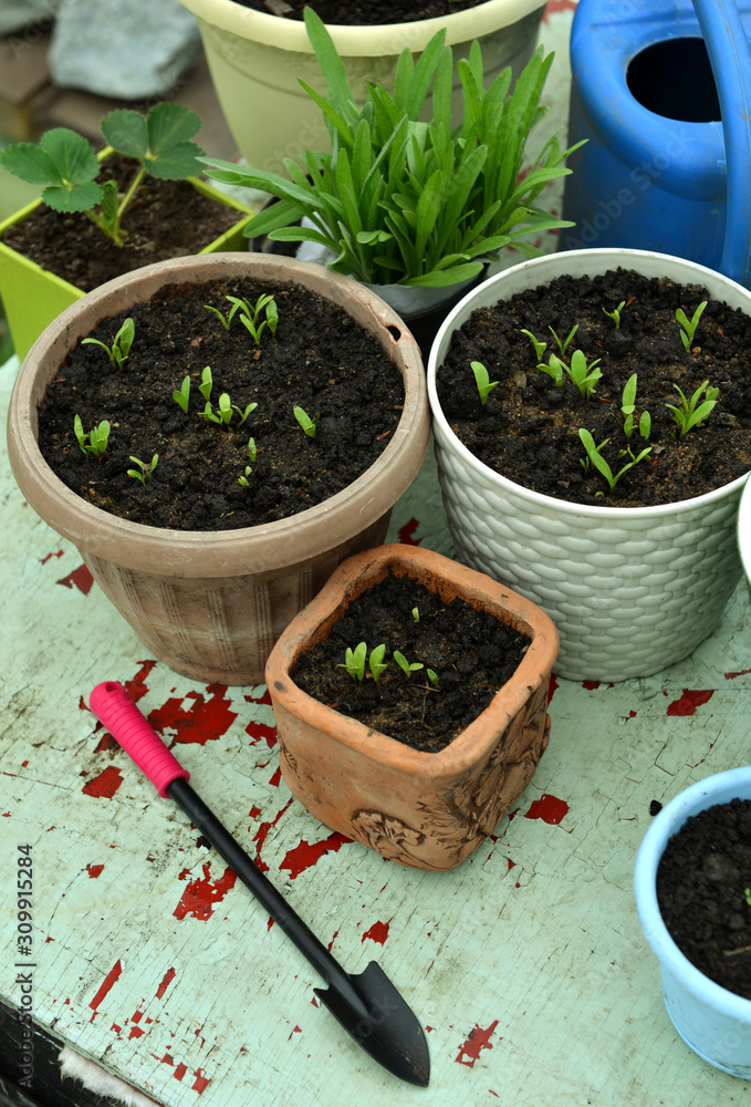 Flowerpots with seedlings of calendula flowers with working spade on table. Flowerpots with seedlings of calendula flowers with working spade on table.