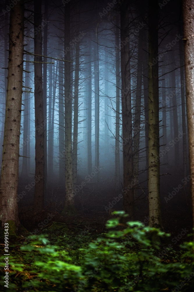 Darkness and light in the foggy forest. Majestic nature landscape in Germany,Europe.
