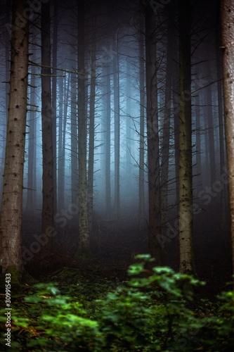 Darkness and light in the foggy forest. Majestic nature landscape in Germany,Europe.