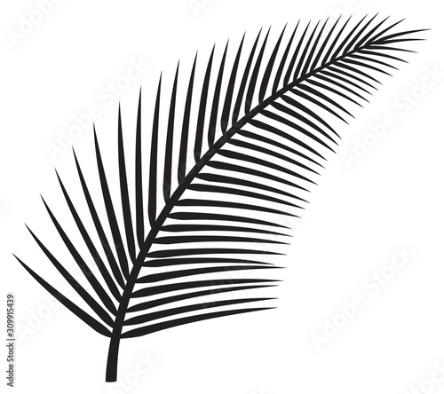 leaf of palm tree vector illustration