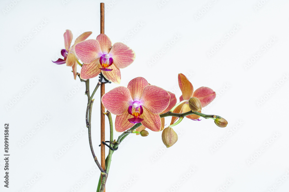 Orchid flowers macro on white background isolate. Pink tropical flowers Orchid flowers macro on white background isolate. Pink tropical flowers