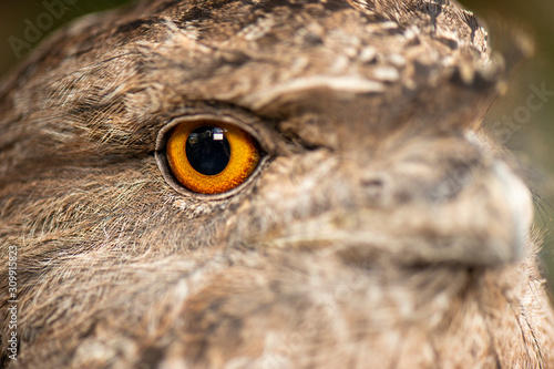 Detailed close up of a Tawny Frogmouth