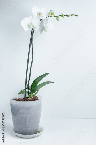 White orchid phalaenopsis in  pot isolate. Tropical flowers on white background.   Wedding card