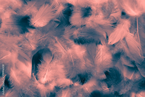 Fototapeta Naklejka Na Ścianę i Meble -  Beautiful abstract colorful white and red feathers on black dark background and soft white pink feather texture on white pattern