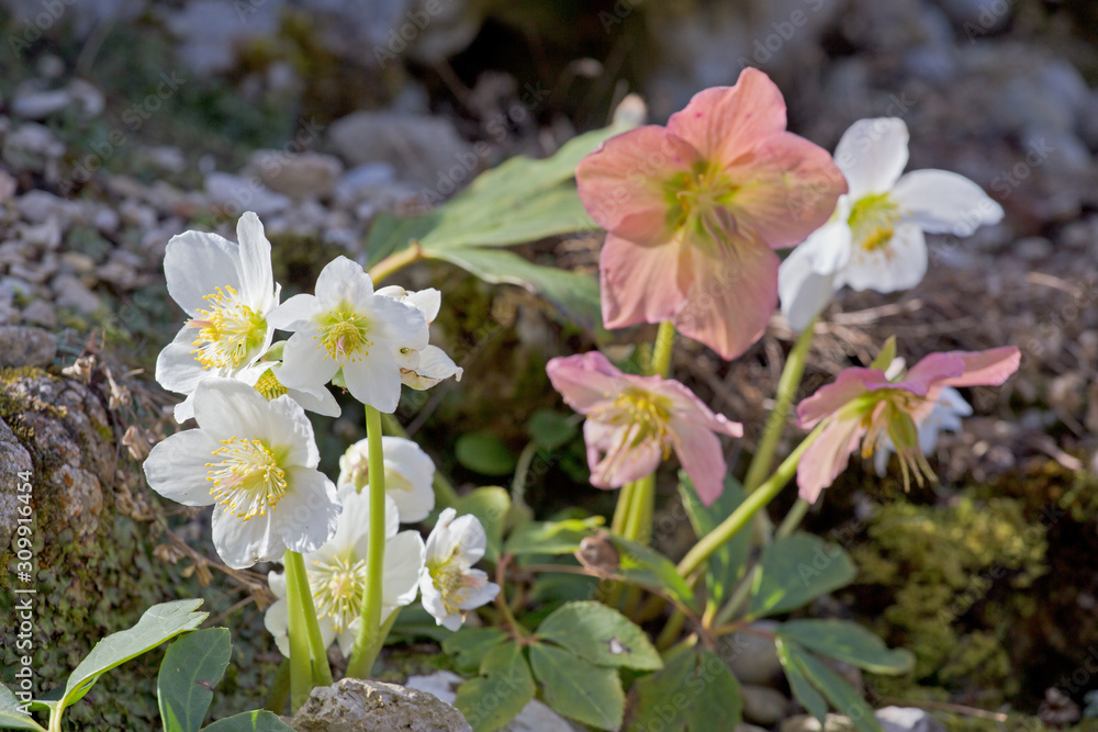 blühende Christrosen in zwei Farben im Steingarten blühende Christrosen in zwei Farben im Steingarten