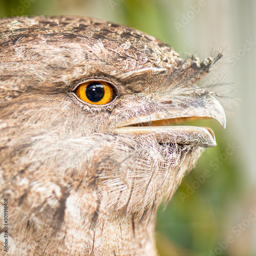 Detailed close up of a Tawny Frogmouth photo