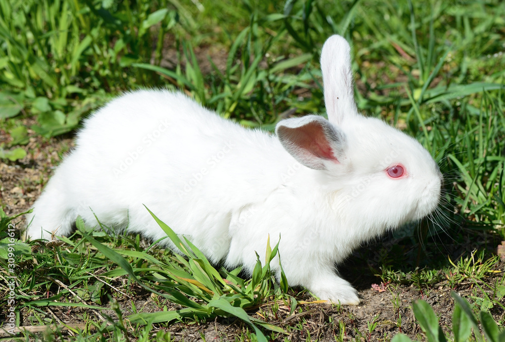 Little white rabbit in the green grass in the summer garden Little white rabbit in the green grass in the summer garden