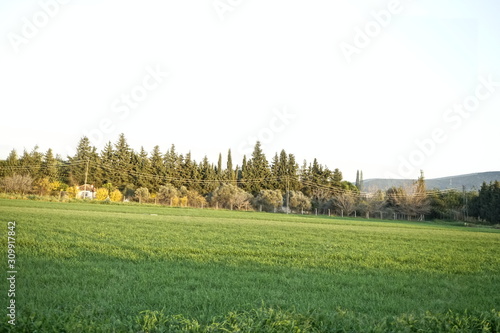 landscape with green field and trees