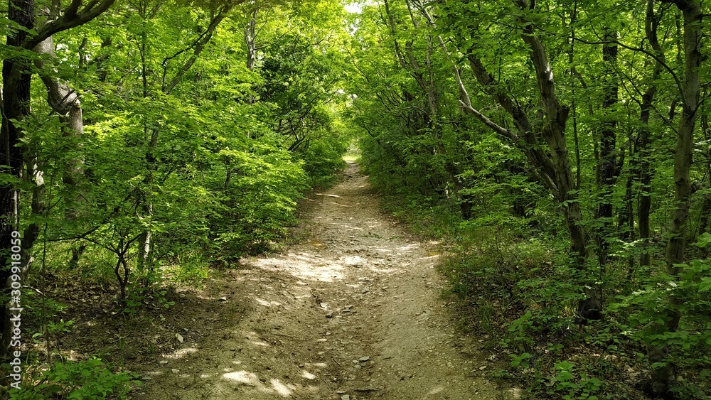 forest road