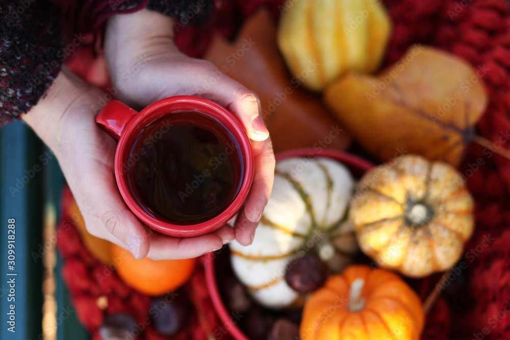 Young girl holding mug of hot beverage in her hands. Autumn in France. Cozy still life with red cup, orange and yellow pumpkins, chestnuts and red scarf. Flat lay, top view, close up