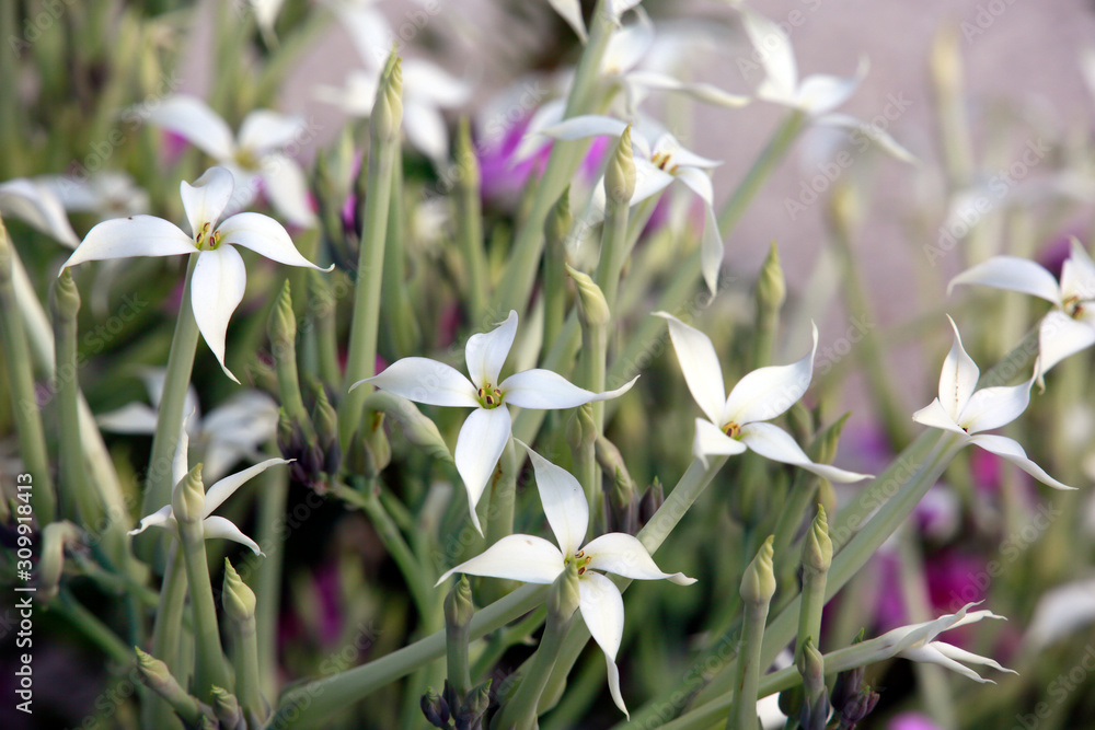 Dickblattgewächs Kalanchoe marmorata, blühende Pflanze