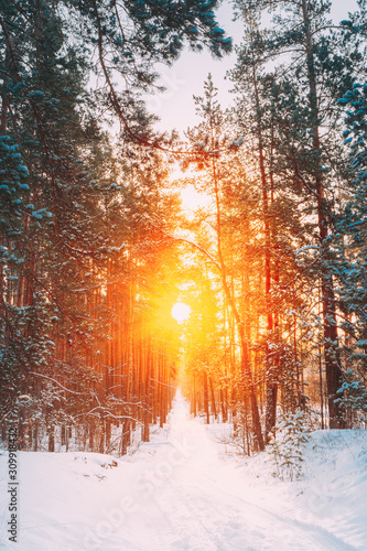 Amazing Beautiful sunset sunrise sun sunshine in sunny winter snowy forest. © Grigory Bruev