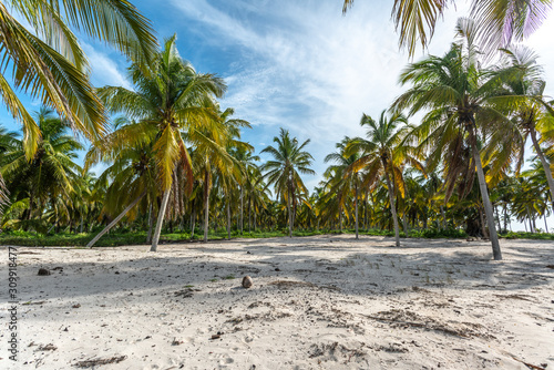 Fototapeta Naklejka Na Ścianę i Meble -  beach palms scenic