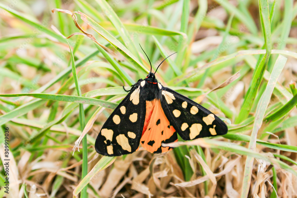 Cornwall / UK - 06 01 2011: Yellow, Orange and Black Butterfly