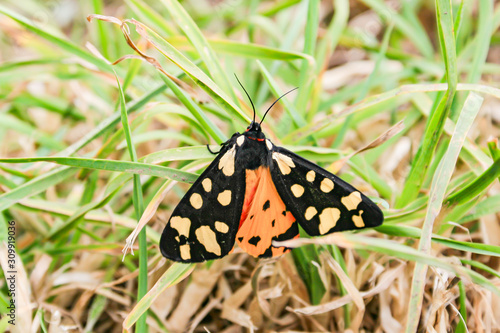 Obraz na płótnie Cornwall / UK - 06 01 2011: Yellow, Orange and Black Butterfly w salonie