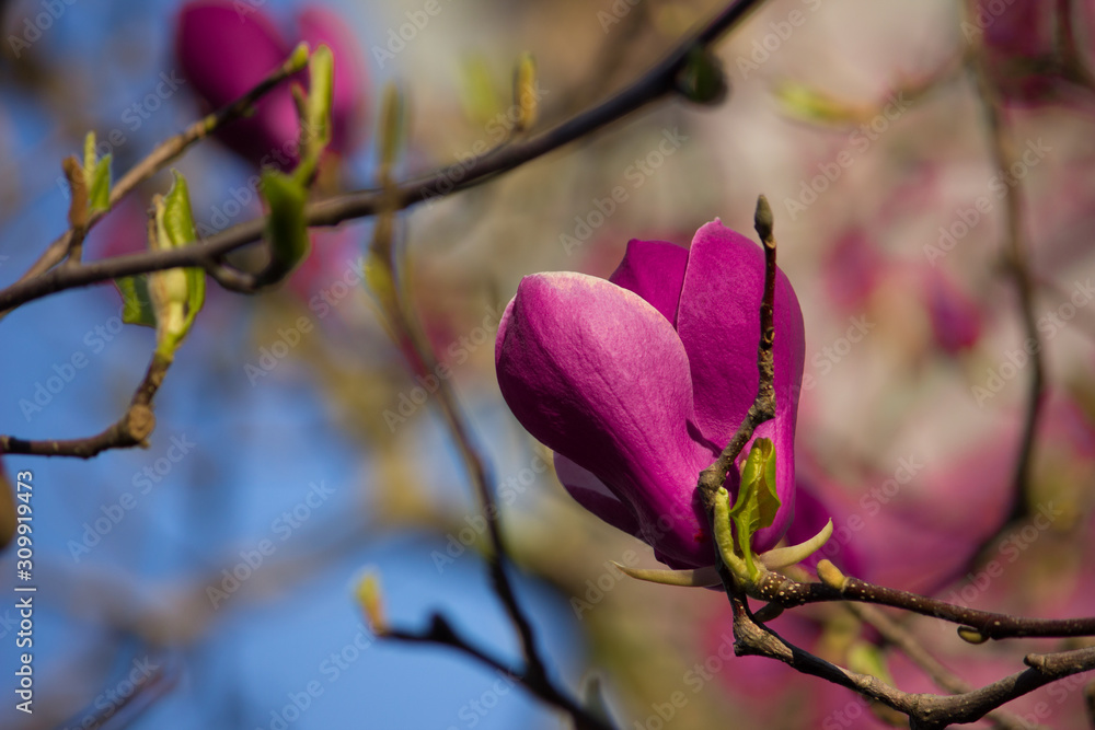 Pink magnolia closeup on a branch. Flower buds. Pink magnolia closeup on a branch. Flower buds.