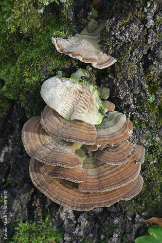 Trametes betulina known as gilled polypore, birch mazegill or multicolor gill polypore, fungus with imortant antibiotic properties from Finland