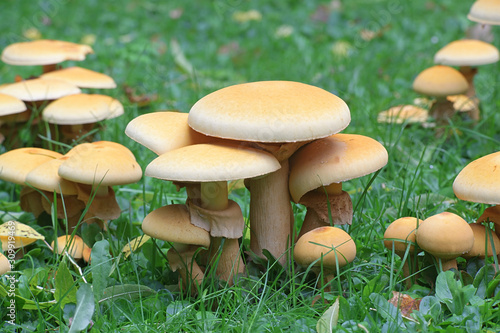 Phaeolepiota aurea, known as golden bootleg or golden cap, wild mushrooms from Finland photo