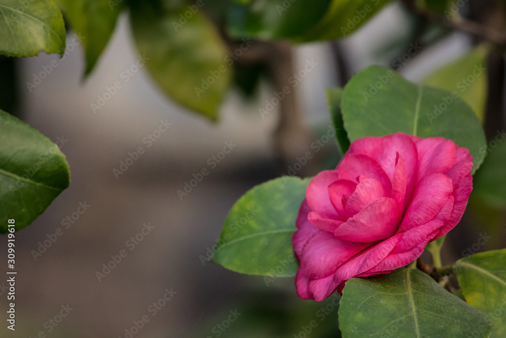 Pink camellia close-up. Pink rose on a bush. Pink camellia close-up. Pink rose on a bush.