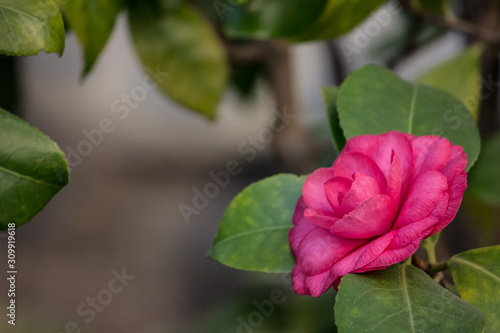 Pink camellia close-up. Pink rose on a bush.