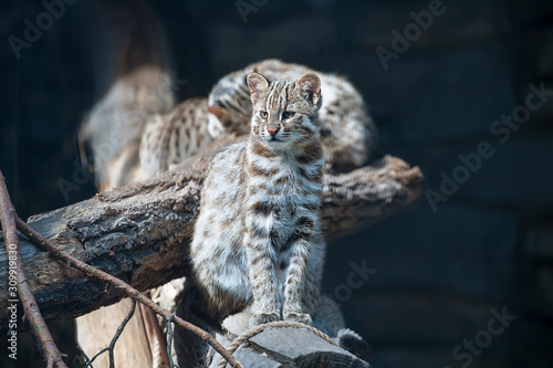 Leopard bengal cat. Prionailurus Felis bengalensis euptilura wild animal live in tropical rain forest, South East Asia. Small tiger mammal. Mother with little kitten sitting on the branches of a  tree photo