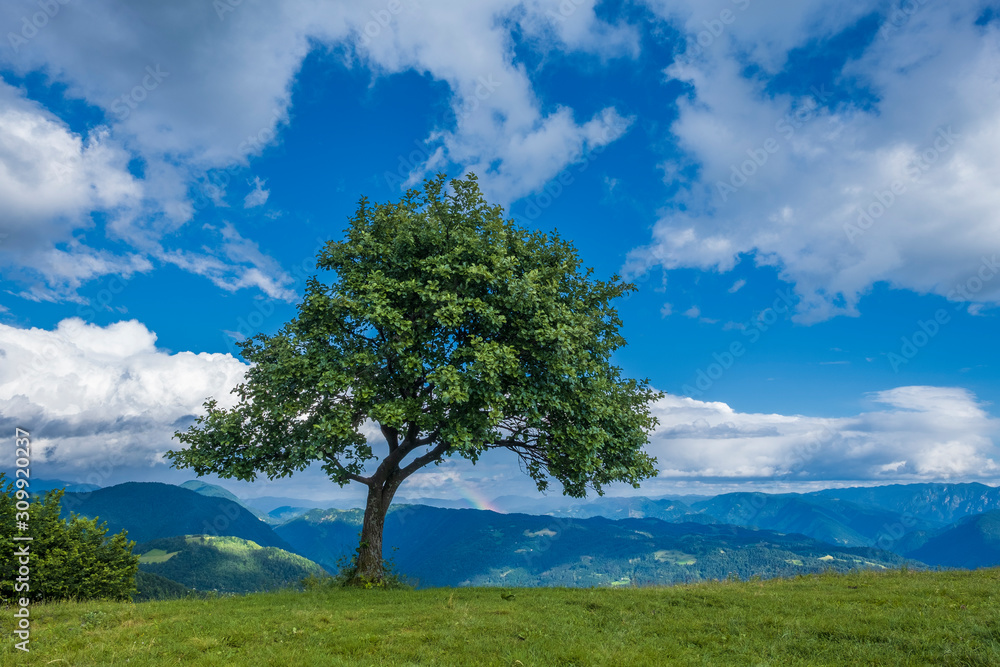 Lonely tree on the mountain top. Lonely tree on the mountain top.