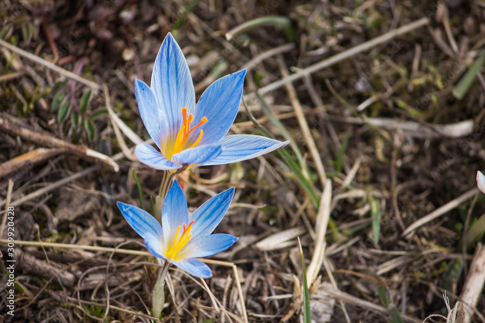 Blue crocuses in the dry grass. Saffron close up. Blue crocuses in the dry grass. Saffron close up.