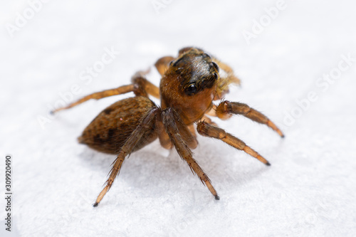 Close up jumping spiders on the wall.