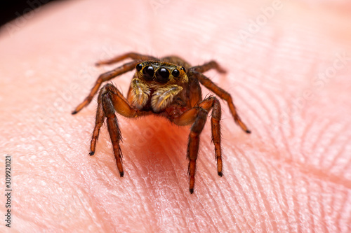 Close up jumping spiders on the hand.
