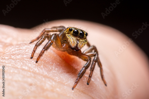 Close up jumping spiders on the hand.