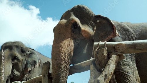 Low wide angle shot of elephant rocking his head