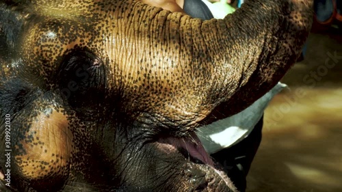 Elephant being washed in stream