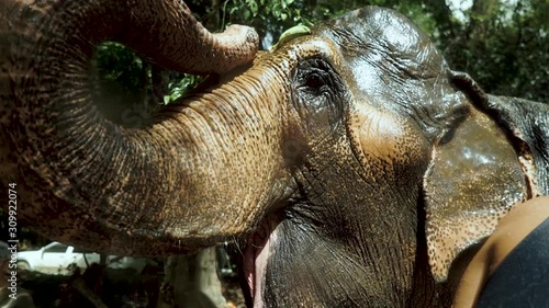 Elephant being tricked with treats 