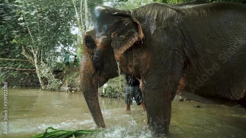 Elepahant being washed in the stream, water from buckets 