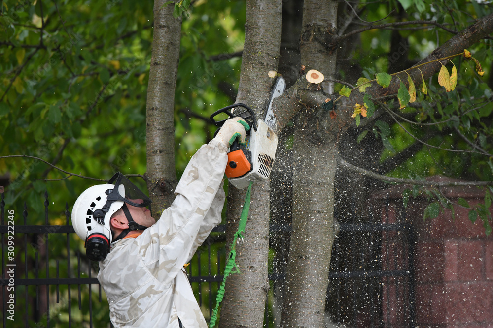 Naklejka premium Lumberjack works with a chainsaw. Climber on a white background. cuts branches with a chainsaw and throws it to the ground. Lumberjack works with a chainsaw. In special clothes. Professional in their 