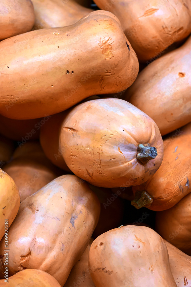 A bunch of ripe battered pumpkins butternut lies in a box on a store counter and is for sale. Texture and background of vegetables A bunch of ripe battered pumpkins butternut lies in a box on a store counter and is for sale. Texture and background of vegetables