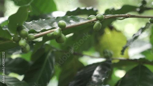 Green coffee beans on the coffee tree in Thailand