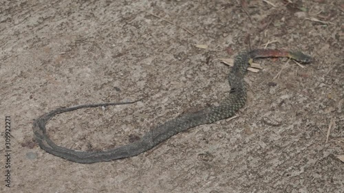 Dead snake on the road, skin pressed flat