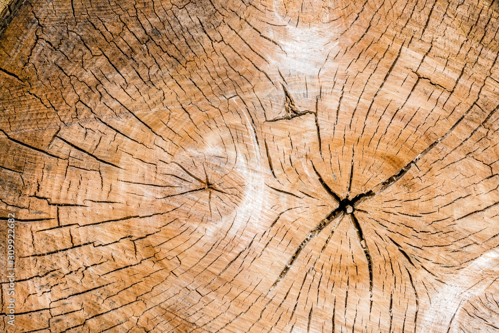 Fototapeta premium annual rings on a tree trunk