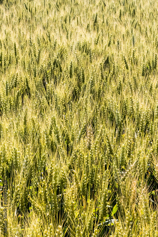 barley field before the harvest barley field before the harvest