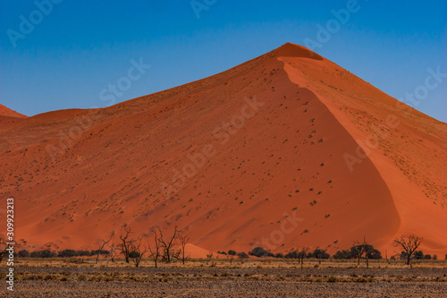 Dead Camelthorn Trees against red dunes and blue sky in Deadvlei  Sossusvlei. Namib-Naukluft National Park  Namibia  Africa