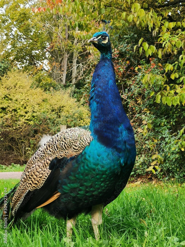 Obraz premium Paon Majestueux