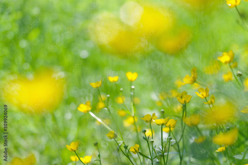 Field of yellow flowers in watercolour Field of yellow flowers in watercolour