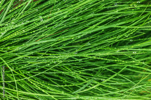 Dew on lush green grass