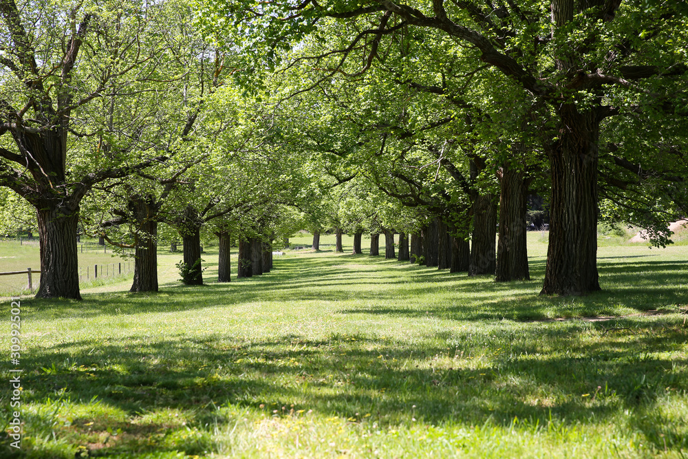 Beautiful avenue of mature oak trees in Coldstream, Australia.