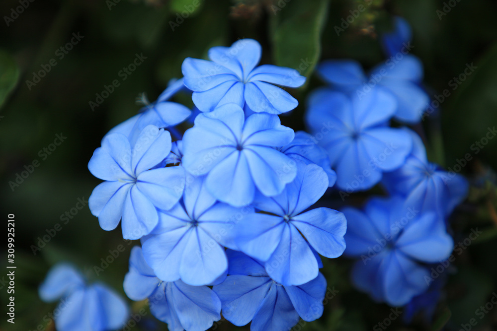 blury Blue Hydrangea or Hortensia flower blossoming,Hydrangea flowers close-up and blury background,concept dreamy feel blury Blue Hydrangea or Hortensia flower blossoming,Hydrangea flowers close-up and blury background,concept dreamy feel